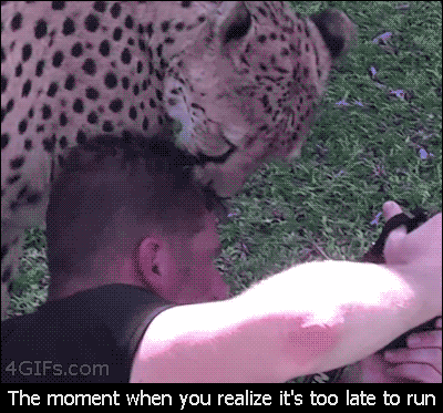 Fun fact: Cheetahs only attack prey that runs