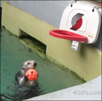 Who said otters can’t jump?
