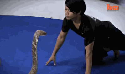 Face to face with King Cobra