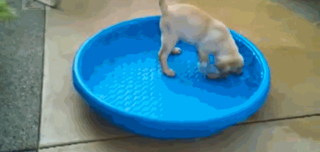 Clumsy puppies are the best