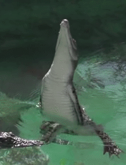 crocodile propeling