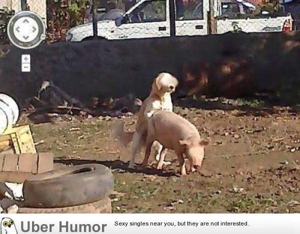 Google Maps Street View is dead serious about privacy | Funny Pictures,  Quotes, Pics, Photos, Images. Videos of Really Very Cute animals.