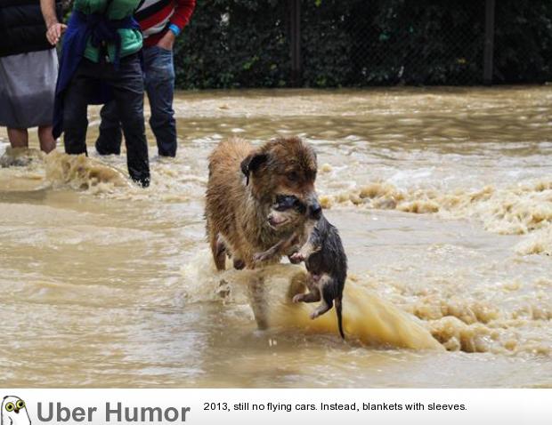 A picture from recent floods in Kashmir. | Funny Pictures, Quotes, Pics,  Photos, Images. Videos of Really Very Cute animals.
