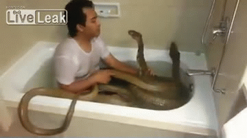 Just taking a bath…. with my snakes
