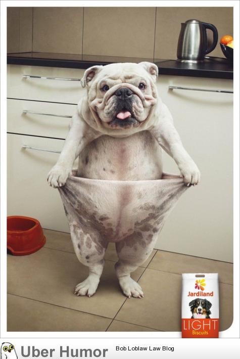 Advertisement for light dog food | Funny Pictures, Quotes, Pics, Photos,  Images. Videos of Really Very Cute animals.