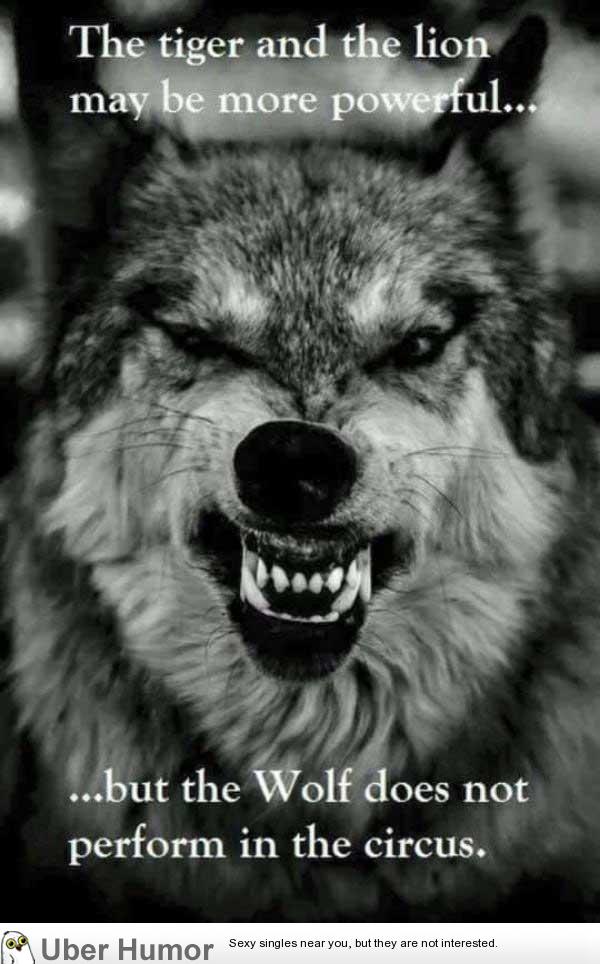 The Strength Of The Wolf Lies In Its Pack Funny Pictures Quotes