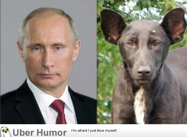 This dog looks just like Vladimir Putin | Funny Pictures, Quotes, Pics,  Photos, Images. Videos of Really Very Cute animals.