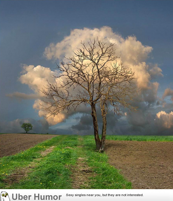 Leafless tree with background clouds | Funny Pictures, Quotes, Pics,  Photos, Images. Videos of Really Very Cute animals.