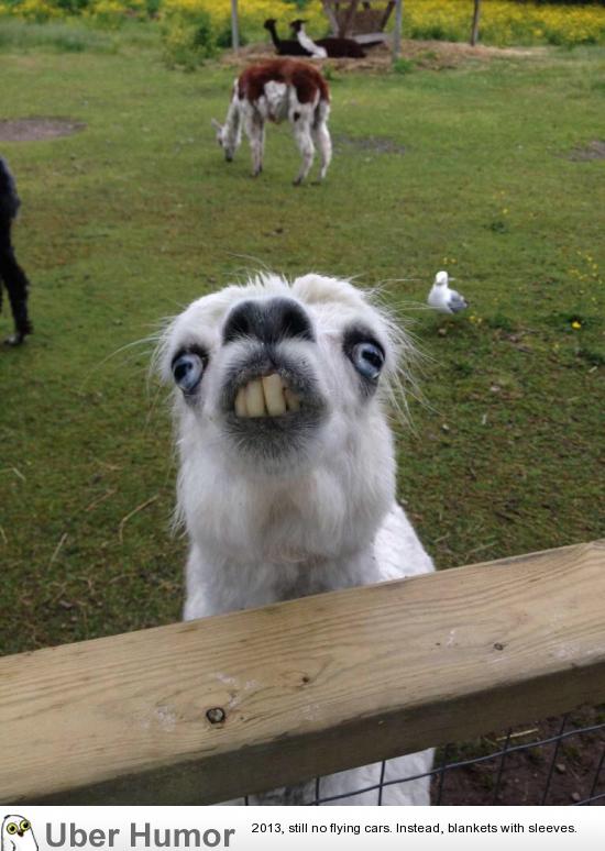 This llama at the petting zoo. | Funny Pictures, Quotes, Pics, Photos,  Images. Videos of Really Very Cute animals.