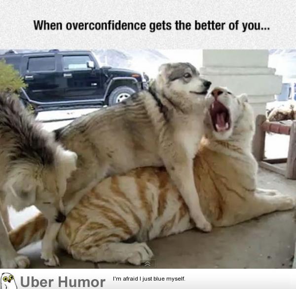 Overconfidence | Funny Pictures, Quotes, Pics, Photos, Images. Videos of  Really Very Cute animals.