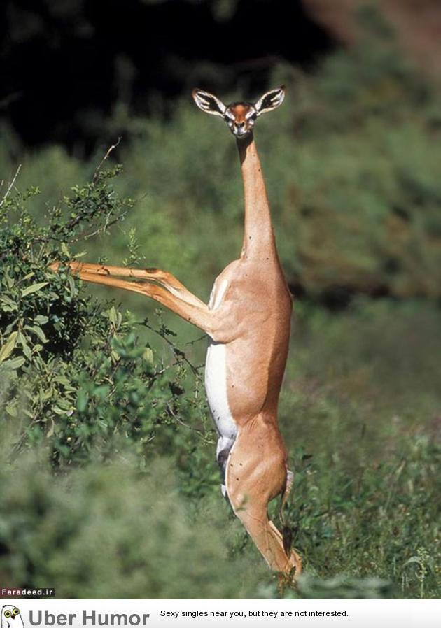 Gerenuk is a weird African antelope species that has an elongated neck