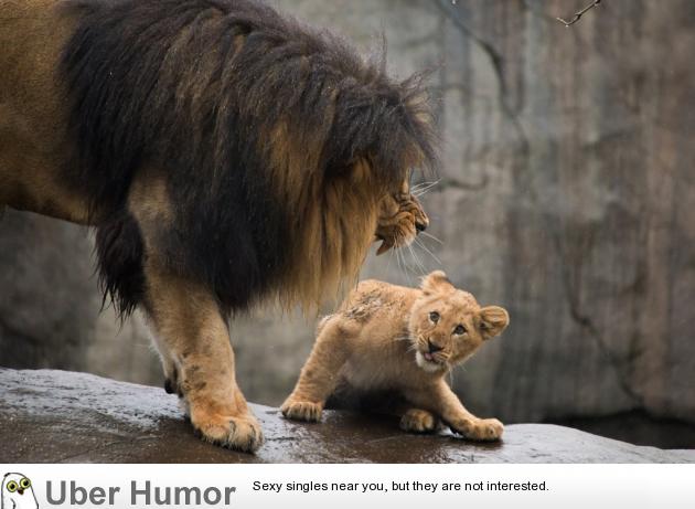 Male lion scolds his son. | Funny Pictures, Quotes, Pics, Photos, Images.  Videos of Really Very Cute animals.