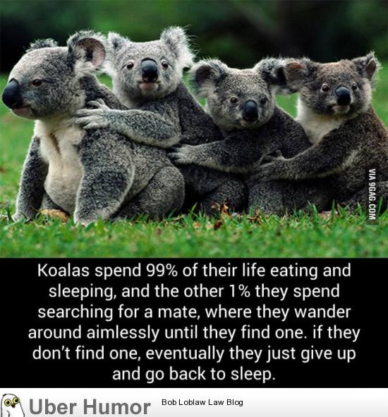 I might be a Koala | Funny Pictures, Quotes, Pics, Photos, Images ...