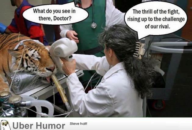 Eye of the tiger | Funny Pictures, Quotes, Pics, Photos, Images. Videos of  Really Very Cute animals.