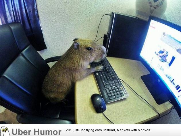 On the Internet no one knows you are a capybara | Funny Pictures