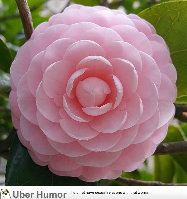 Extremely symmetrical camellia | Funny Pictures, Quotes, Pics, Photos ...
