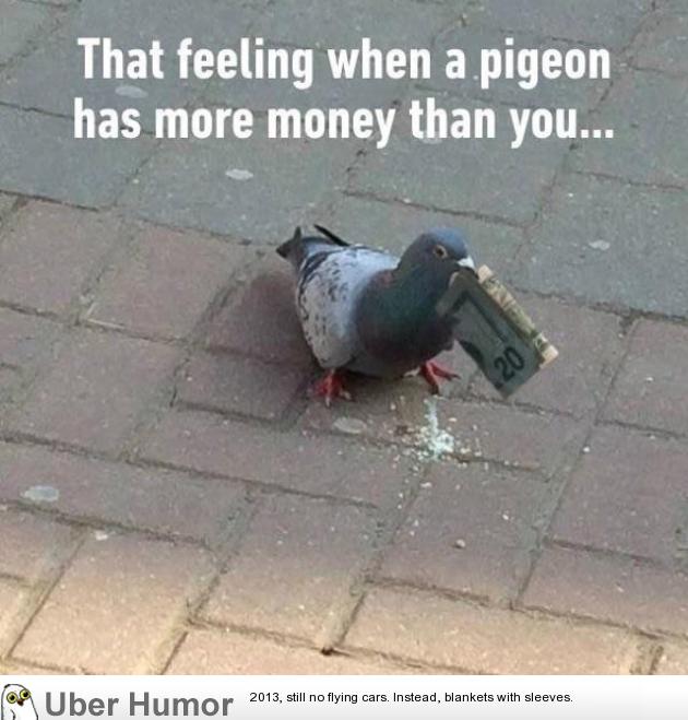 Dem pigeons | Funny Pictures, Quotes, Pics, Photos, Images. Videos of  Really Very Cute animals.