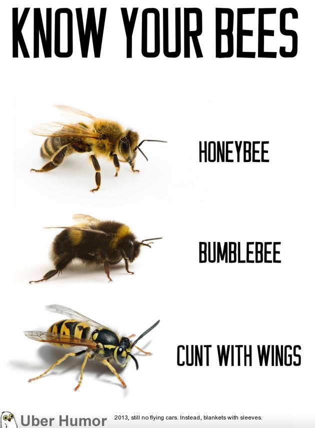 Know Your Bees | uberHumor.com