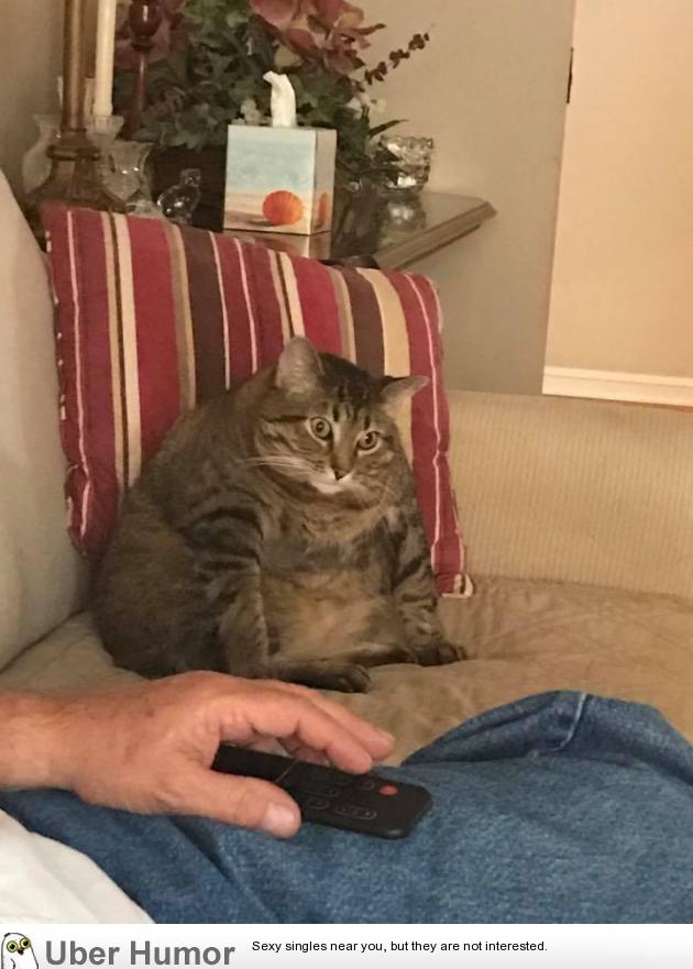 My friend’s fat cat | Funny Pictures, Quotes, Pics, Photos, Images