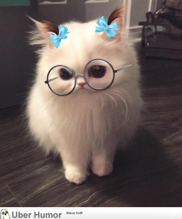 This snapchat filter on my cat Funny Pictures, Quotes, Pics, Photos