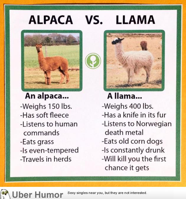 Alpaca vs. Llama | Funny Pictures, Quotes, Pics, Photos, Images. Videos of  Really Very Cute animals.