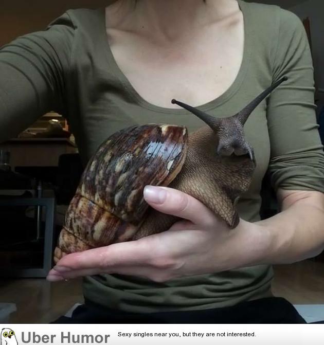 The size of this snail | Funny Pictures, Quotes, Pics, Photos, Images.  Videos of Really Very Cute animals.