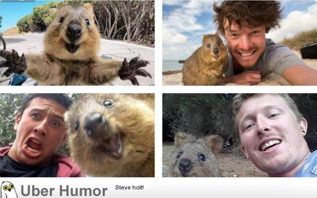 A reminder that quokkas live on an island with no natural predators, so  they aren't afraid of or attack humans since they don't need those survival  tactics. They love selfies and smile. |