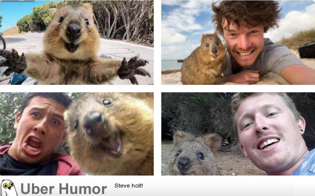 A Reminder That Quokkas Live On An Island With No Natural Predators So They Aren t Afraid Of Or 