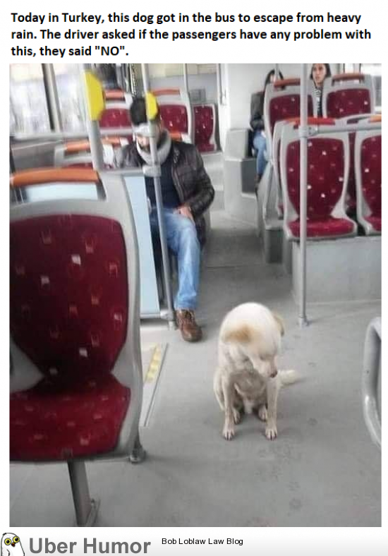 This dog was welcomed in the bus in a rainy day in Turkey. | Funny  Pictures, Quotes, Pics, Photos, Images. Videos of Really Very Cute animals.
