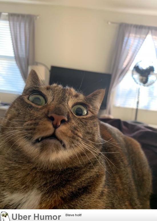 My cats face this morning after watching me have a sneezing fit. | Funny  Pictures, Quotes, Pics, Photos, Images. Videos of Really Very Cute animals.