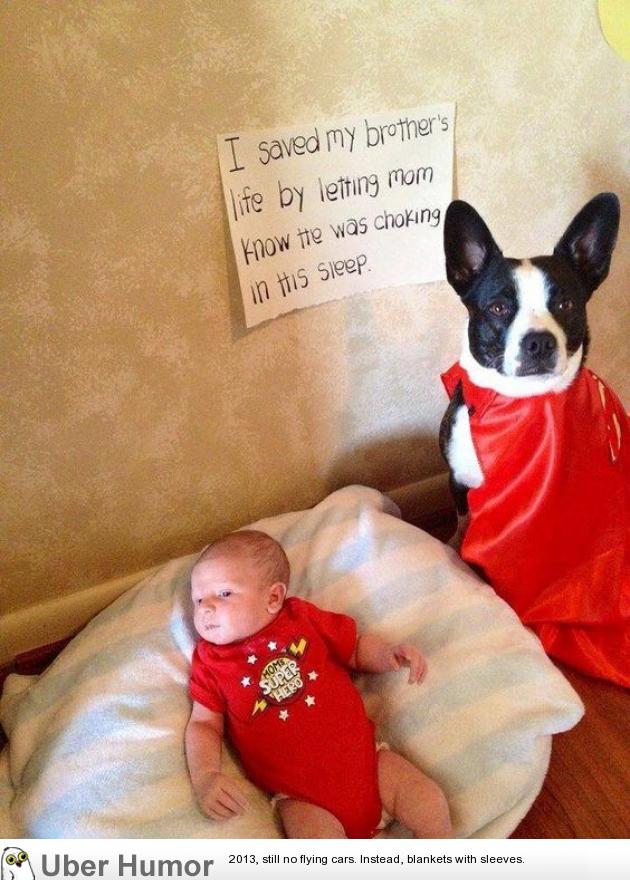 Hero dog | Funny Pictures, Quotes, Pics, Photos, Images. Videos of Really  Very Cute animals.