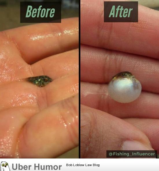 Baby puffer fish | Funny Pictures, Quotes, Pics, Photos, Images. Videos of  Really Very Cute animals.