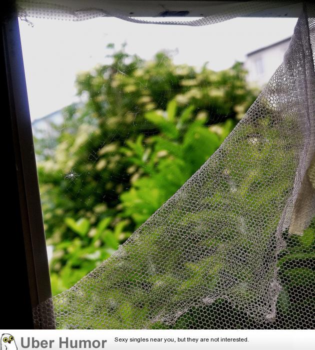 Add new comment: Cancel reply. spider just fixed our mosquito net like a bo...