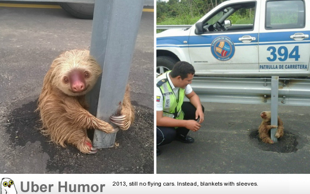 Ecuadorian police officers rescue a sloth clinging to a pole and attempting  to cross a busy highway. | Funny Pictures, Quotes, Pics, Photos, Images.  Videos of Really Very Cute animals.