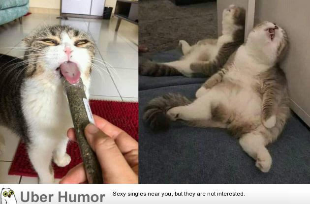 funny pictures without words