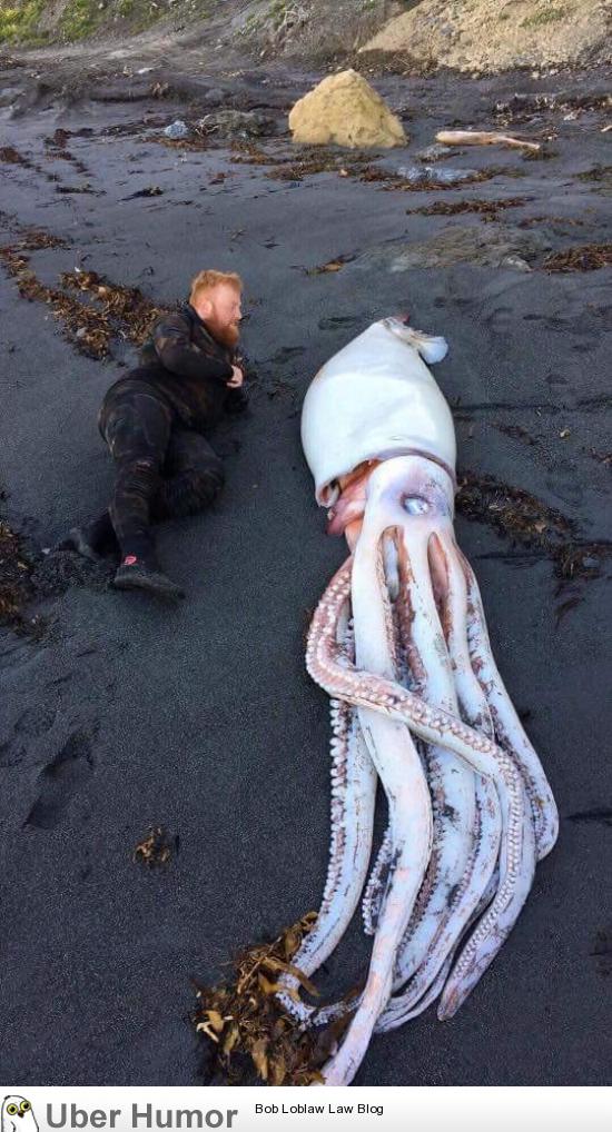 Giant squid washed up on New Zealand beach | Funny Pictures, Quotes, Pics,  Photos, Images. Videos of Really Very Cute animals.