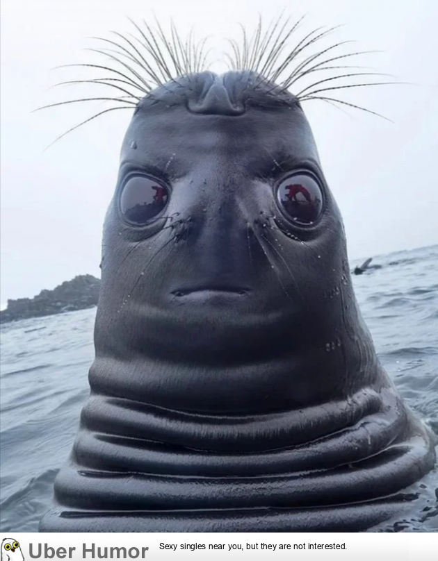 funny seal face