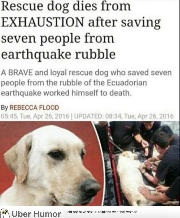 This dog who saved seven people during an earthquake | Funny Pictures,  Quotes, Pics, Photos, Images. Videos of Really Very Cute animals.