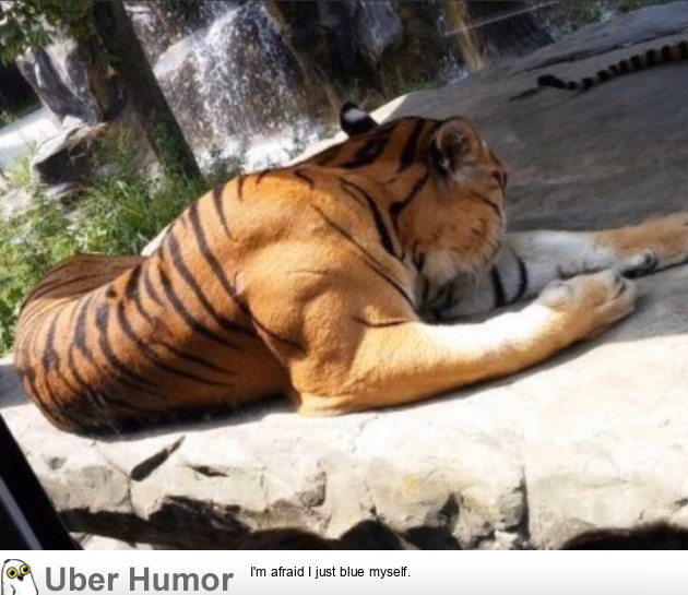 The muscles of a fully grown male tiger | Funny Pictures, Quotes, Pics,  Photos, Images. Videos of Really Very Cute animals.