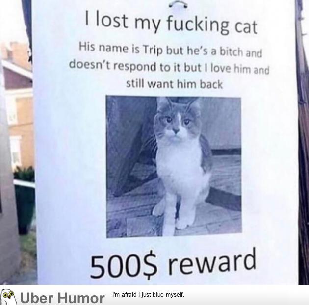 lost cat funny