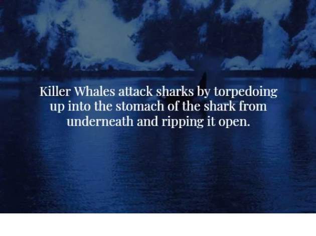 Creepy facts to send chills down your spine (17 Pictures) | Funny