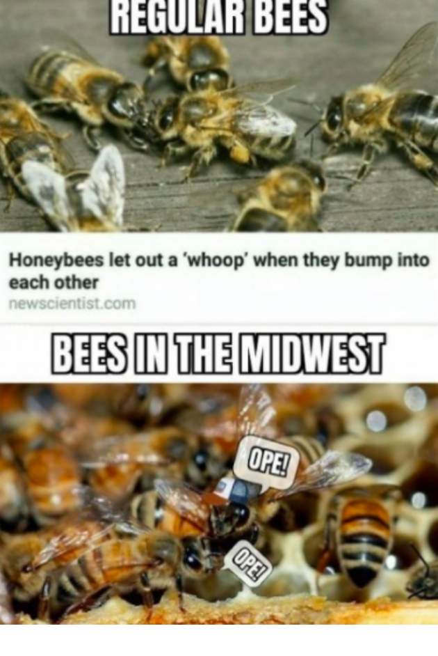 Midwest memes are here for ya (30 Pictures) | Funny Pictures, Quotes