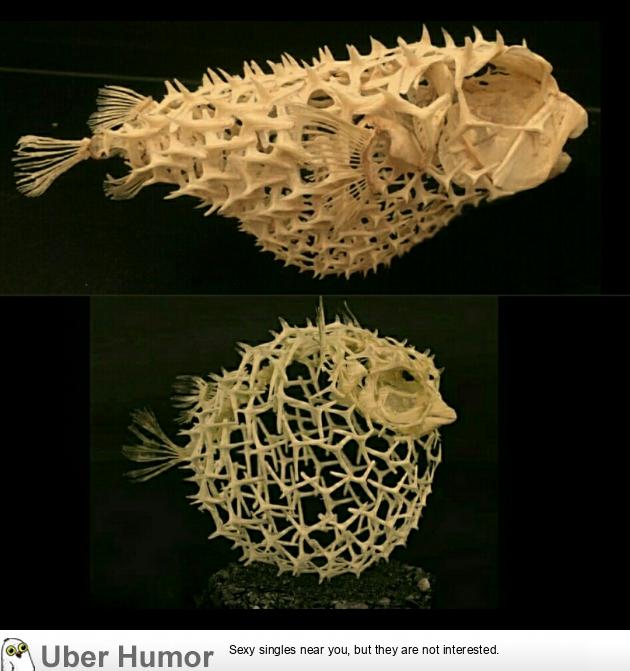 Puffer Fish Skeleton | Funny Pictures, Quotes, Pics, Photos, Images. Videos  of Really Very Cute animals.