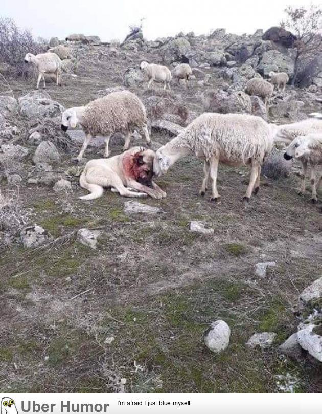 Sheep nurturing the dog who saved them from a wolf attack.. | Funny  Pictures, Quotes, Pics, Photos, Images. Videos of Really Very Cute animals.