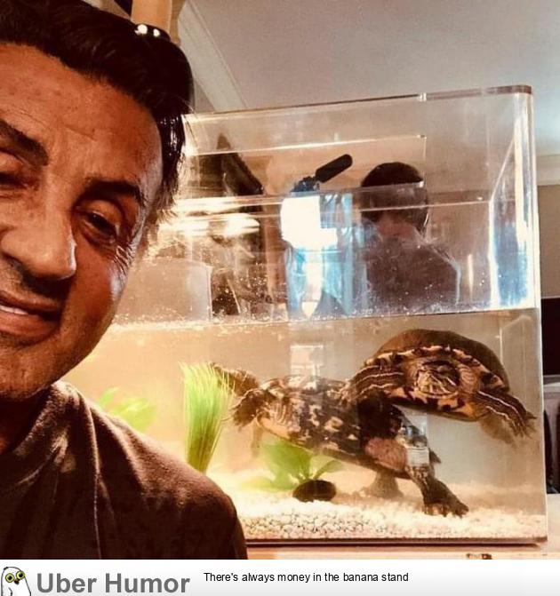 Sylvester Stallone still has the turtles from Rocky. They are 46 years old  | Funny Pictures, Quotes, Pics, Photos, Images. Videos of Really Very Cute  animals.