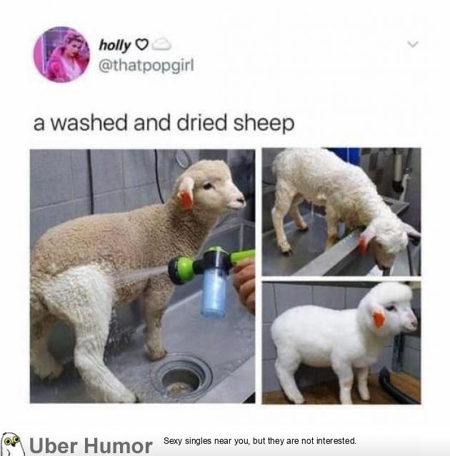 Washed and dried sheep | Funny Pictures, Quotes, Pics, Photos, Images.  Videos of Really Very Cute animals.